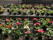 成東花きの写真2