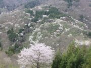 陸郷の山桜(桜仙峡)の写真3