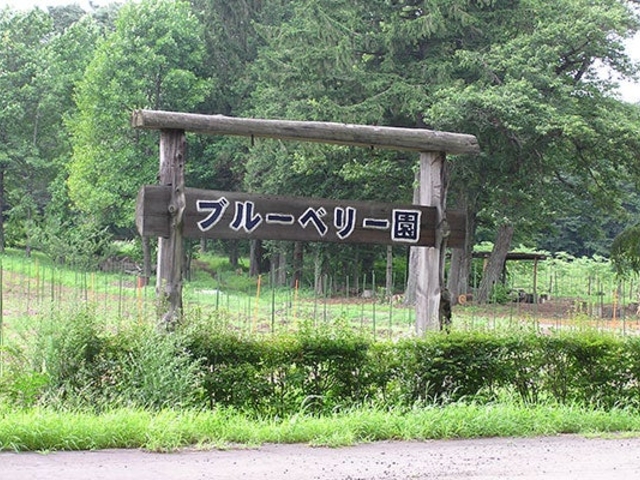 岩手林業株式会社滝沢事業所ブルーベリー園