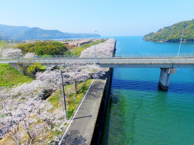 干拓千本桜の写真1