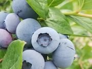 滝桜湖つみとりブルーベリー園の写真3