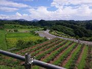 滝桜湖つみとりブルーベリー園の写真4