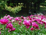 旭公園の写真2