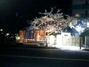 尾張温泉通り 足湯かにえの郷とJR蟹江駅北藤丸団地用水付近桜ライトアップの写真2