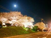 尾張温泉通り 足湯かにえの郷とJR蟹江駅北藤丸団地用水付近桜ライトアップの写真3