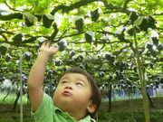 柏原ぶどう狩りの写真1