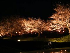 中村川桜づつみ公園の写真1