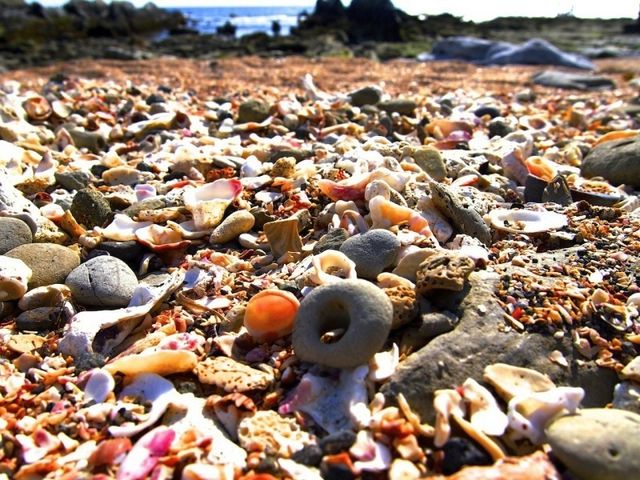 貝の種類が豊富なシェルビーチ_白浜フラワーパーク
