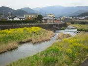 祇園川沿いの写真3
