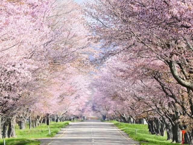 優駿さくらロード(西舎桜並木)の写真1