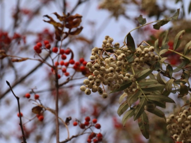 紅白ナナカマドの写真1