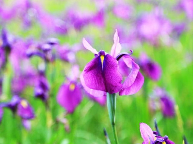 ノハナショウブ群生地の写真1