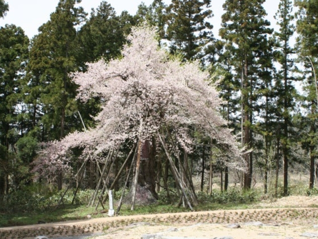 慧日寺跡の木ざし桜(種蒔き桜)の写真1
