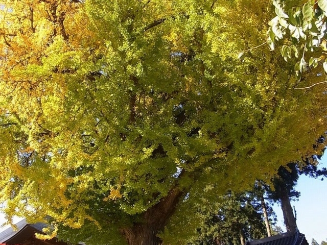 薬王寺薬師堂の大いちょうの写真1