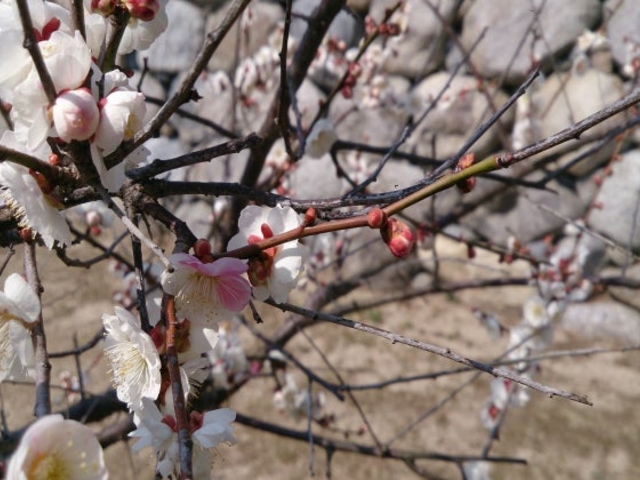 松坂城跡(松阪公園)の梅の写真1