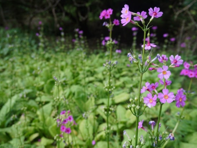 市島 妙高山 クリンソウの写真1