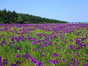 ノハナショウブ群生地の写真2