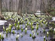 蛭山ミズバショウ群生地の写真2