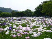 錦秋湖川尻総合公園 あやめ園の写真1