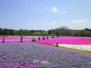 富田さとにわ耕園の芝桜の写真1