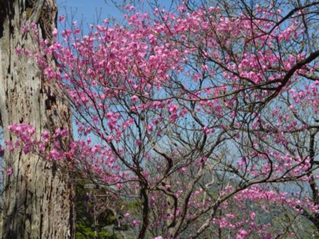 夏木山の写真1