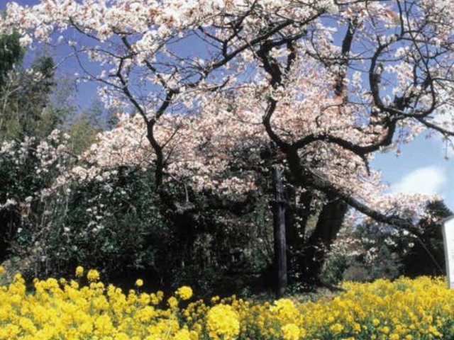 魚見桜の写真1