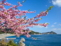 四浦半島の河津桜の写真1