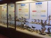 渡り鳥館の写真2