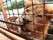 九州自然動物公園 アフリカンサファリの写真2