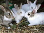 九重やまなみ牧場の写真2