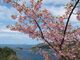 四浦半島の河津桜の写真2