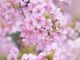 四浦半島の河津桜の写真3