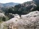 青江ダム(の桜)の写真2