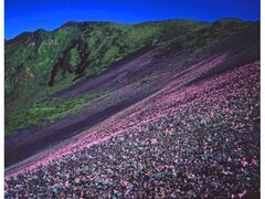 秋田駒ケ岳の高山植物の写真1