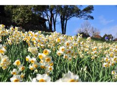 のこのしまアイランドパークの日本水仙の写真1