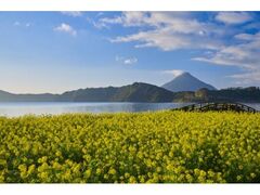 指宿の菜の花畑の写真1