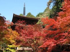 金剛輪寺の紅葉の写真1