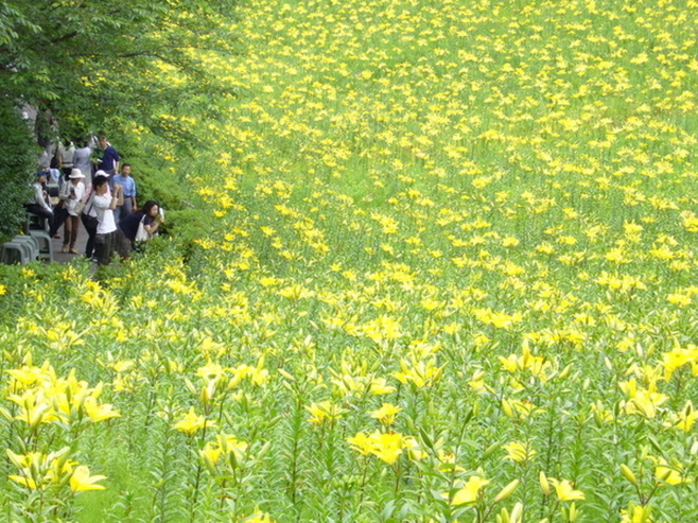 可睡ゆりの園