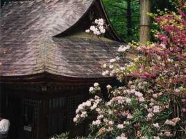 室生寺の石楠花