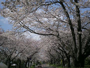観光屋さんの水元さくら堤の投稿写真1