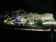 ash77さんの笠置の桜の投稿写真1