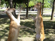 あるばむさんの奈良公園の投稿写真1