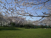 観光屋さんの小菅東スポーツ公園の投稿写真1