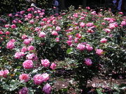 コウさんの与野公園の投稿写真1