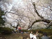 tomoさんの哲学堂公園の梅・桜の投稿写真1