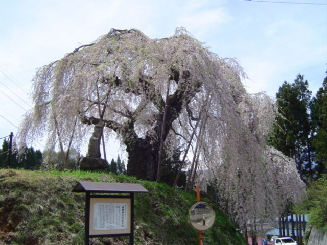 ひっちぃさんの袖之山の枝垂桜の投稿写真1