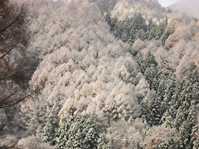 三城牧場の紅葉