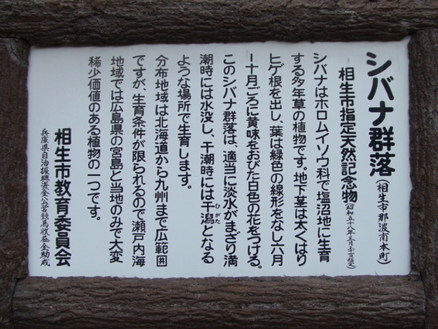 呑気なキンモクセイさんのシバナ群落の投稿写真1