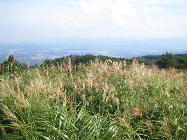 ryuji92jpさんの青山高原のすすきの投稿写真1