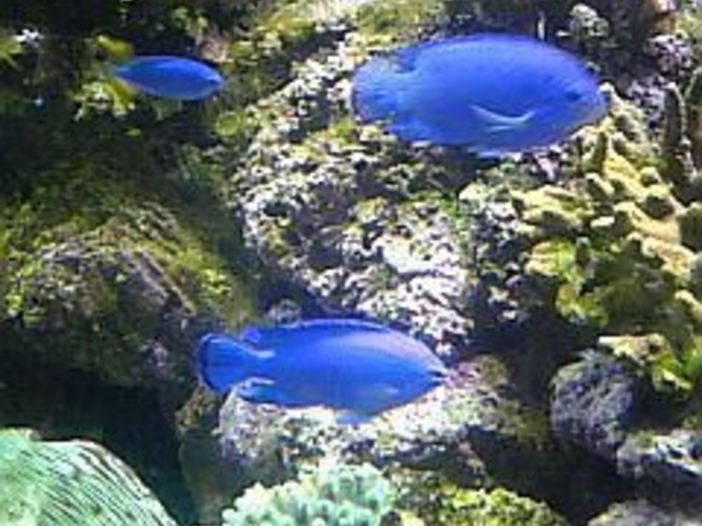 宮島水族館「みやじマリン」